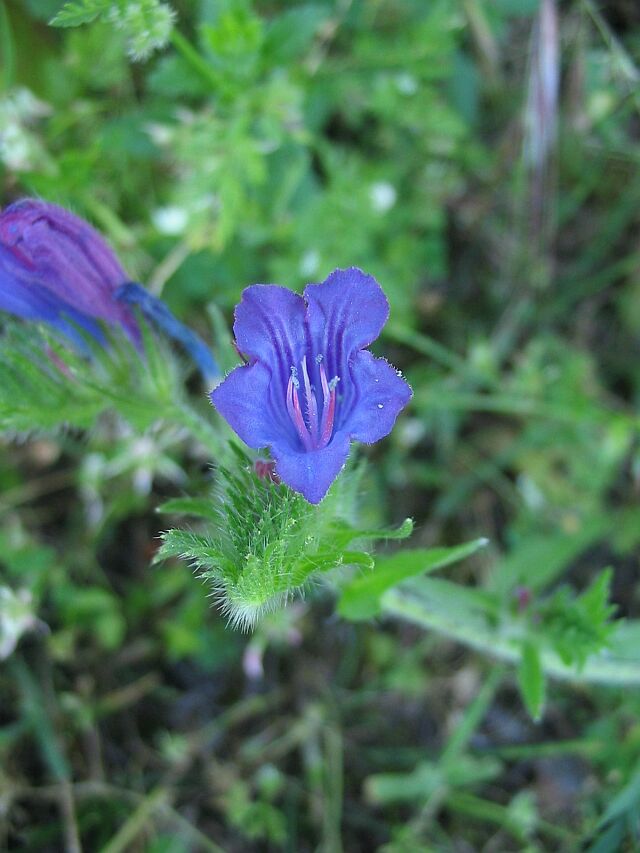 Echium vulgare con Gonepteryx rhamni?